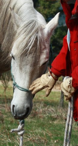 Séances individuelles de travail avec le cheval à Montbrison