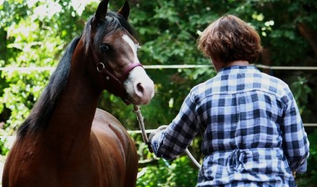 SEP & cheval : un programme pour la sclérose en plaques Montbrison